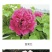 牡丹2cm以下4cm以下