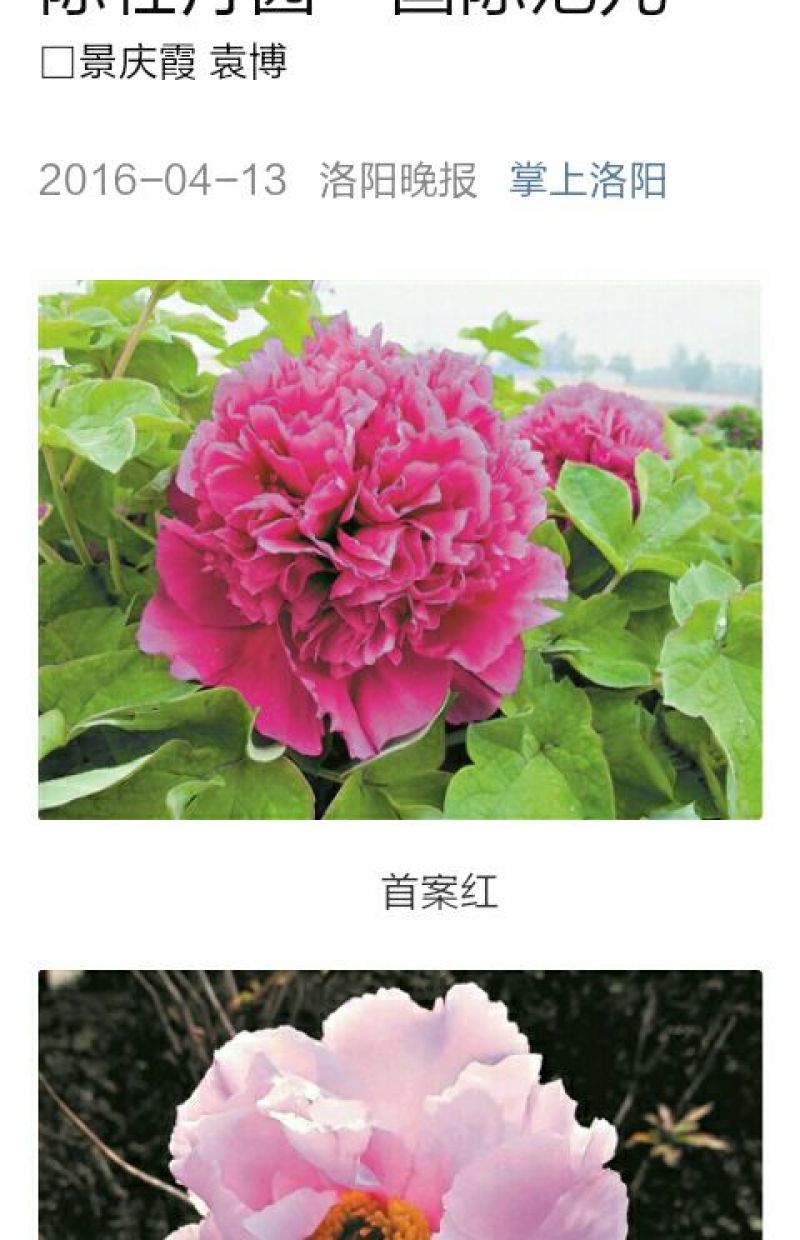 牡丹2cm以下4cm以下