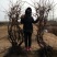 赤霞珠葡萄苗5年150~200cm