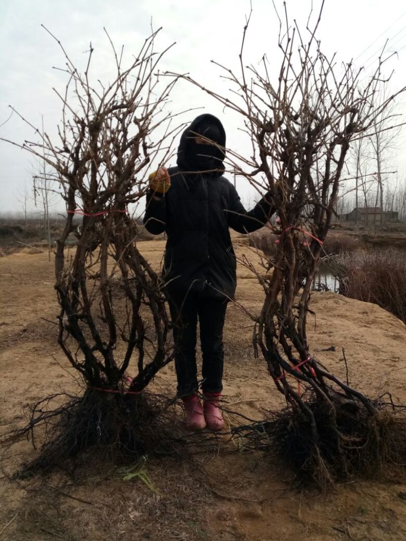 赤霞珠葡萄苗5年150~200cm