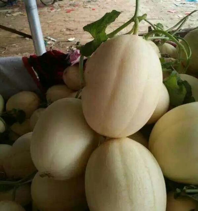 东方密1号哈密瓜1斤以上长圆形