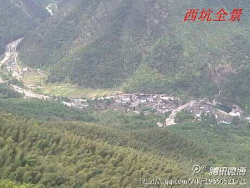 本山茶一级
