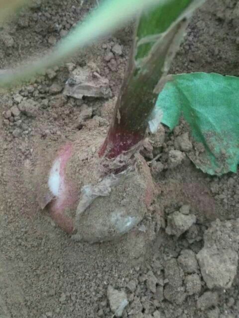 独头蒜辽宁锦州市黑山县_批发_供应-一亩田农