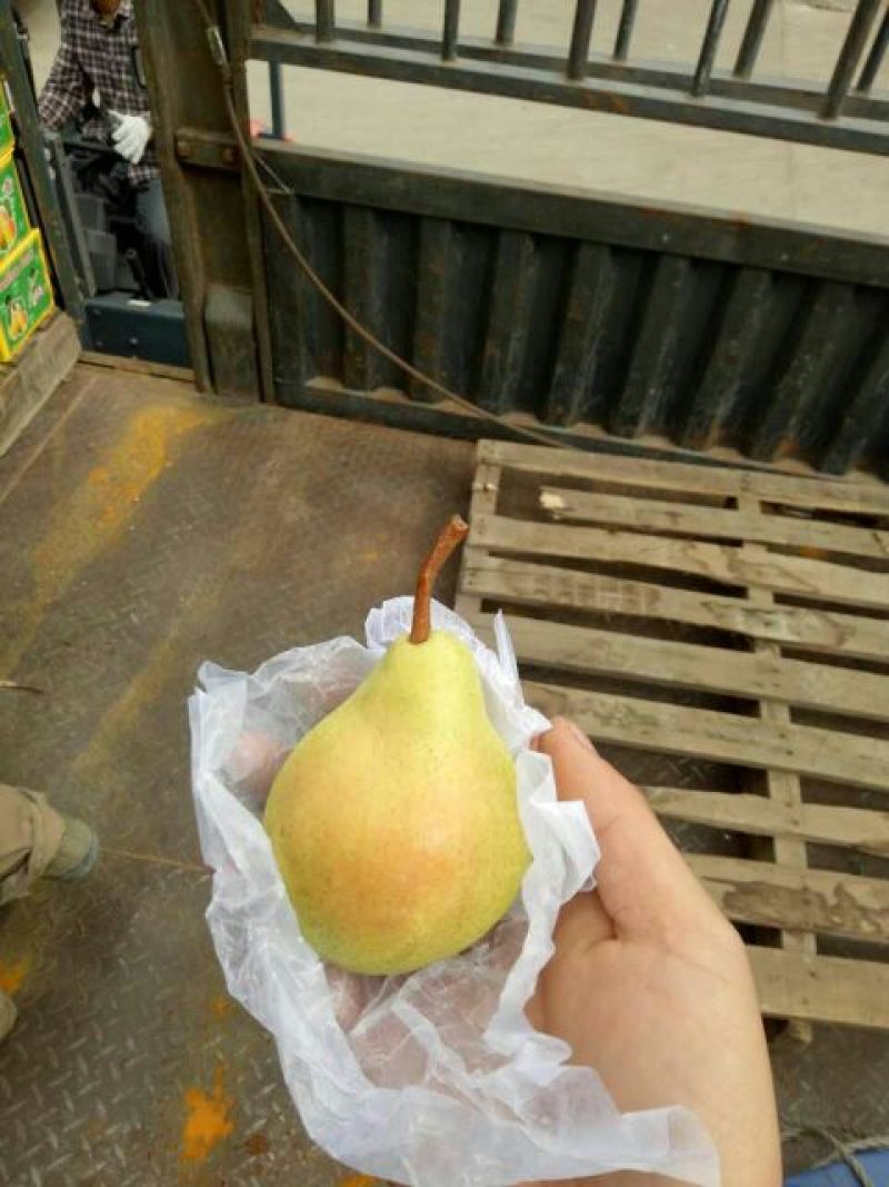 大头梨150~200g纸箱