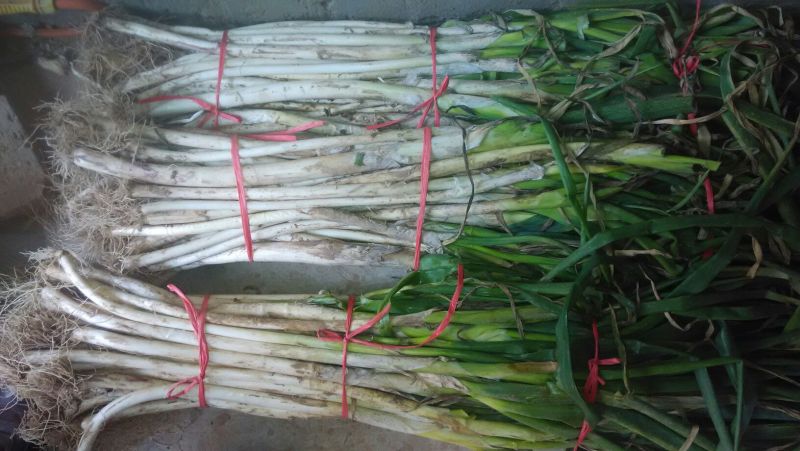 章丘大葱40cm以上毛葱2cm左右
