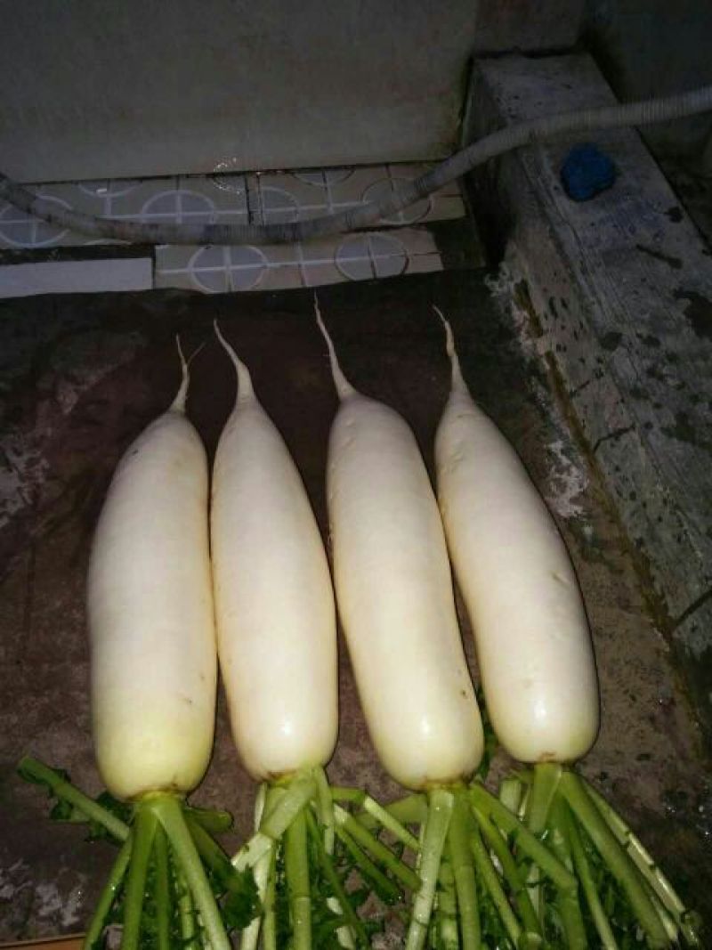 白萝卜1.5~2斤起