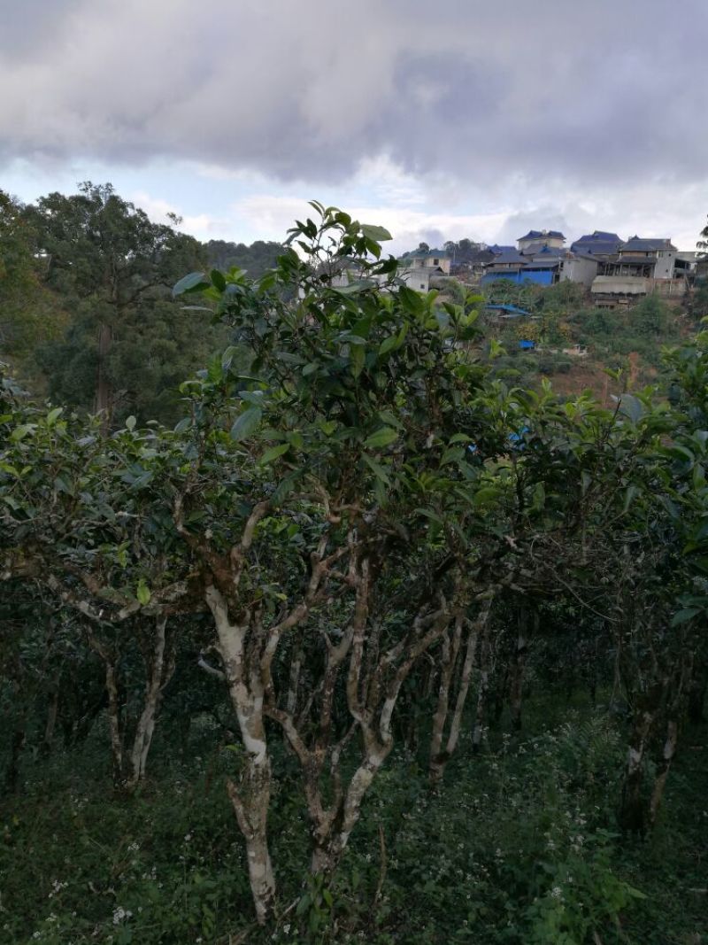 百年大树茶一级