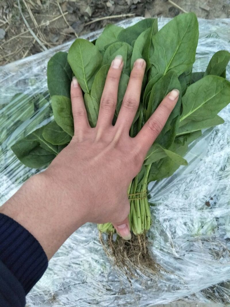菠菜10~15厘米