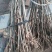 板栗苗50~80cm，低价出售板栗苗。量大需要的联系。