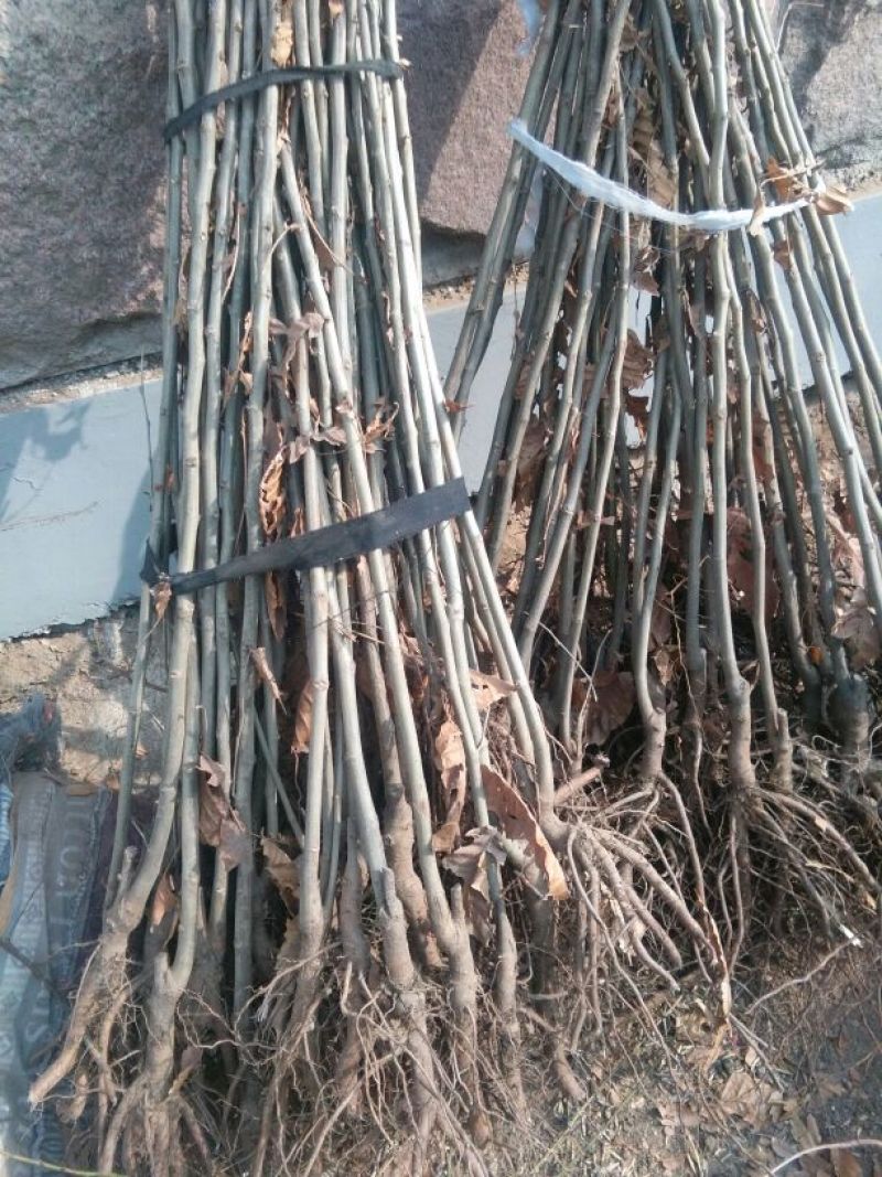 板栗苗50~80cm，低价出售板栗苗。量大需要的联系。