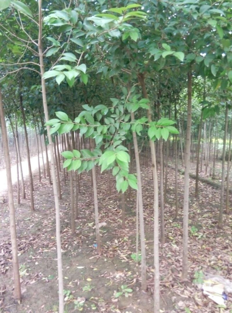 大叶女贞4cm以下