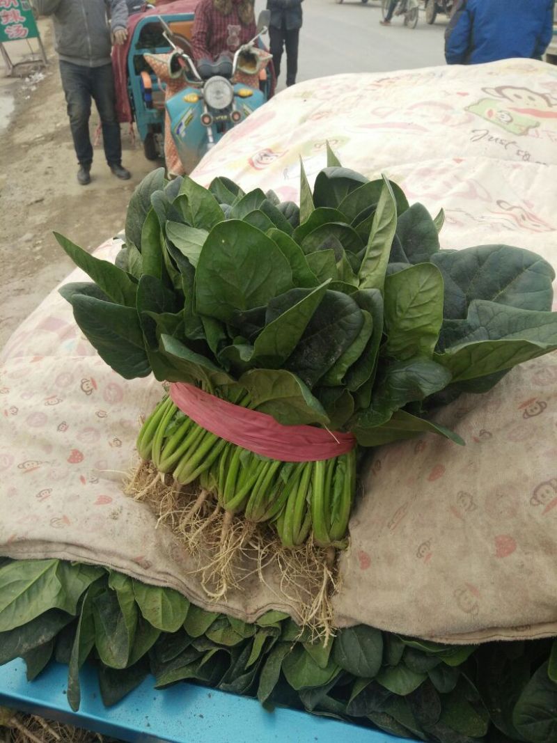 河南精品大叶菠菜/对接电商超市/市场/提供包装/量大从优