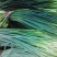 杂交红帽蒜薹50~60厘米山东省沂水县