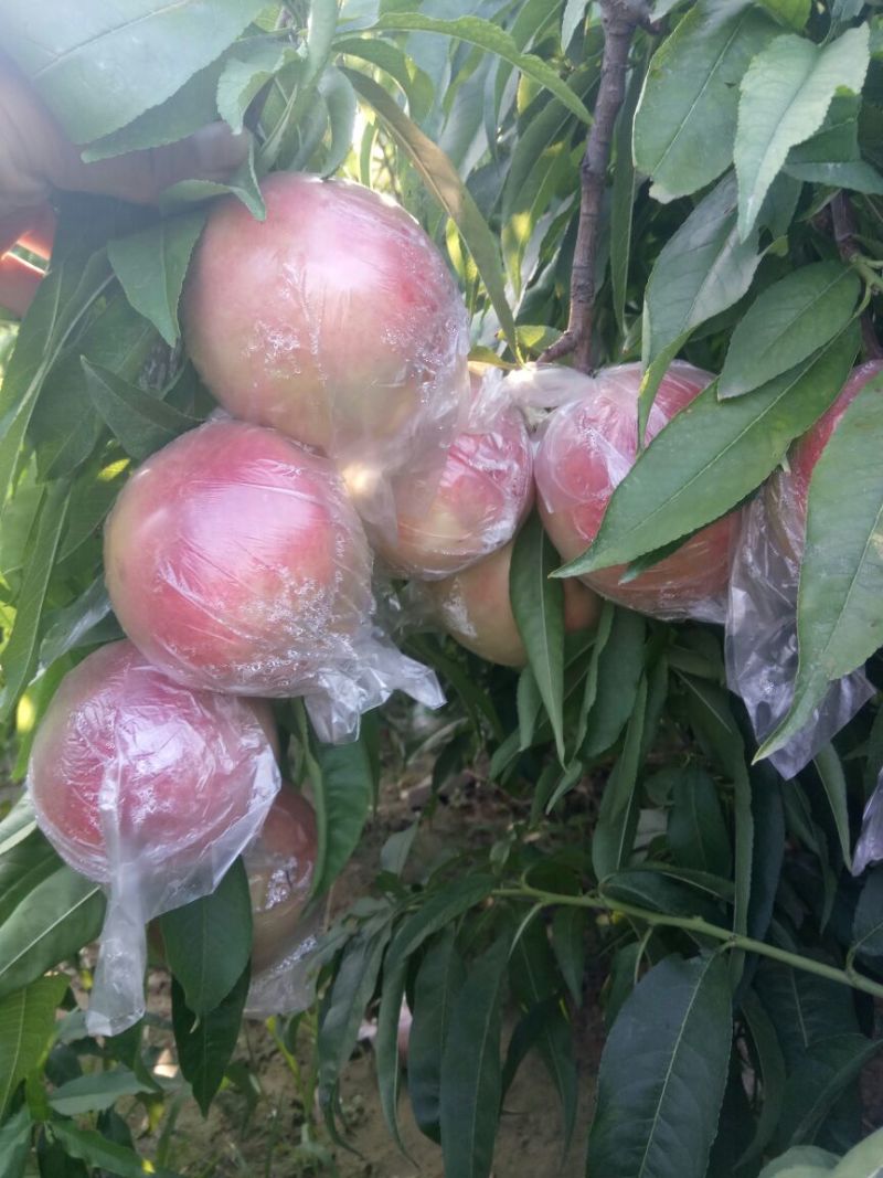 膜袋毛桃批发，大个膜袋毛桃基地，秦王毛桃，超越毛桃价格