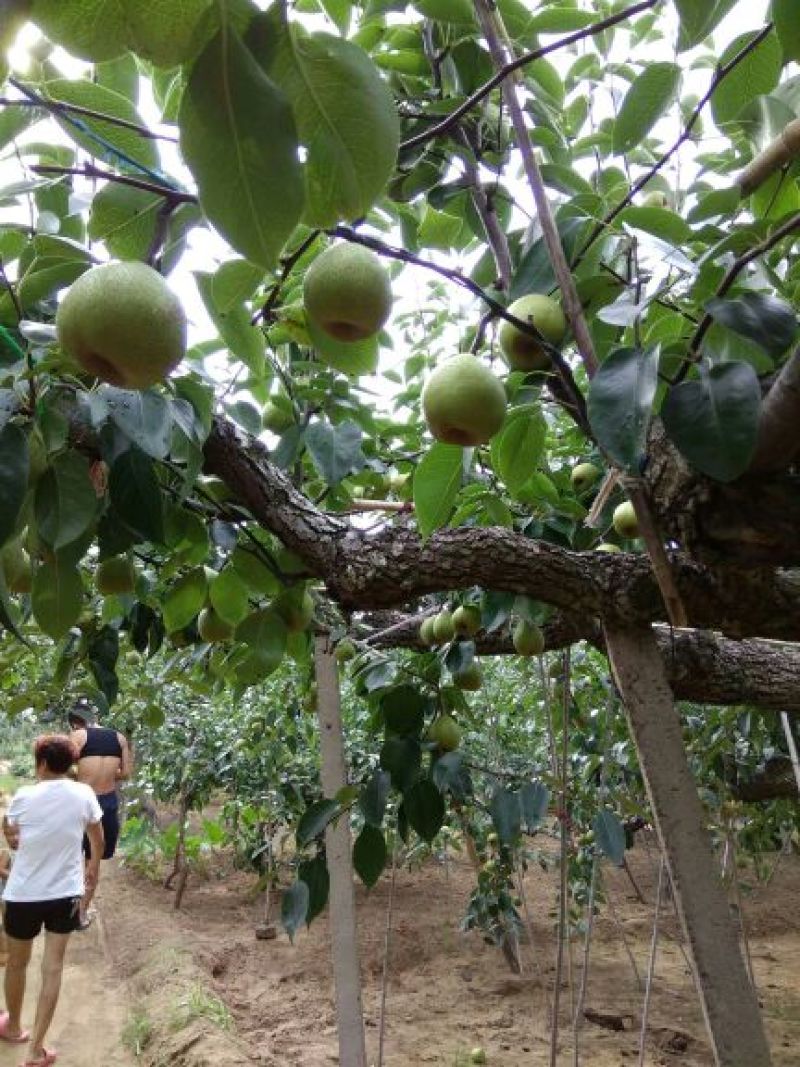 莱阳梨300~350g纸箱
