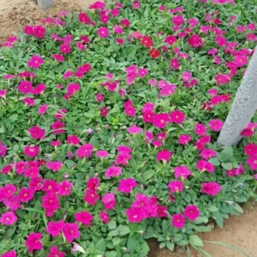 矮牵牛牵牛花价格牵牛苗牵牛