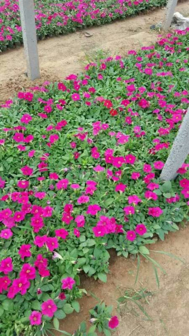 矮牵牛牵牛花价格牵牛苗牵牛
