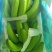 香蕉八成熟
