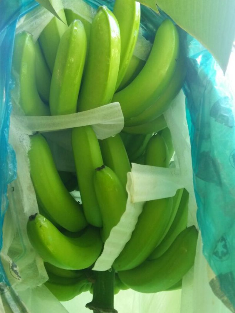 香蕉八成熟