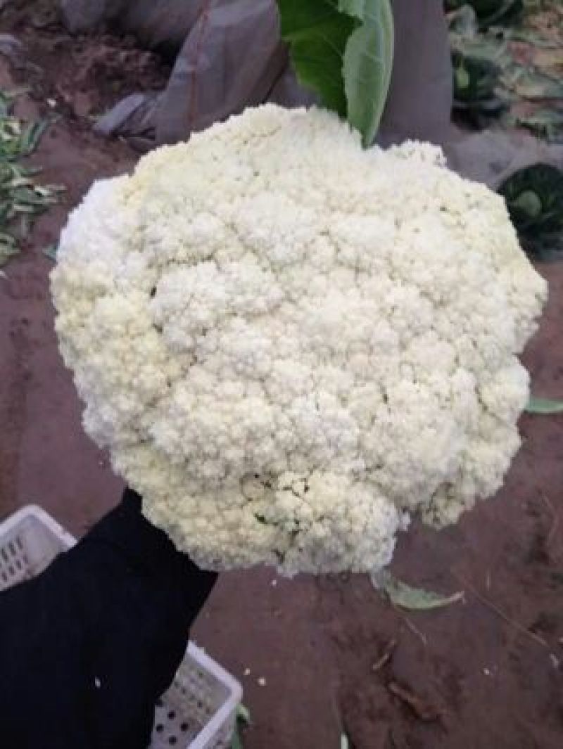 白面青梗松花菜