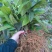 布福娜树苗30~50cm