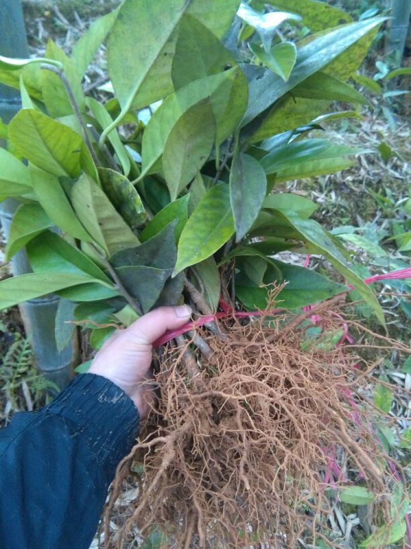 布福娜树苗30~50cm