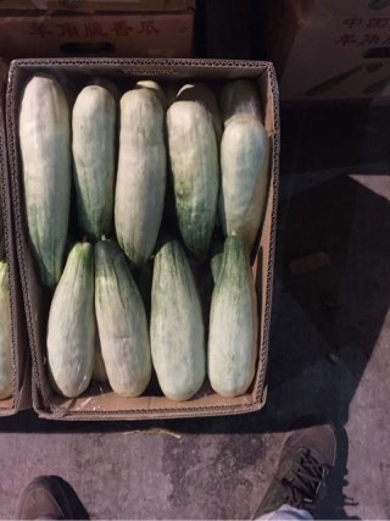 羊角脆甜瓜