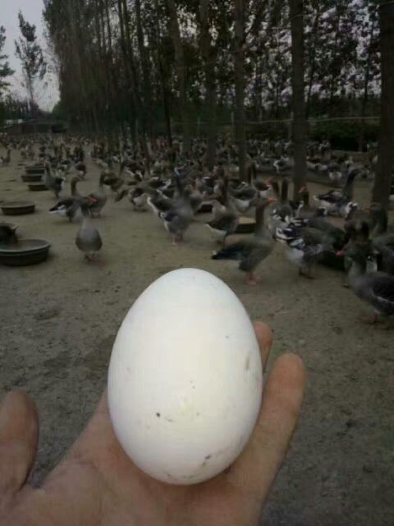 鹅苗250g以上