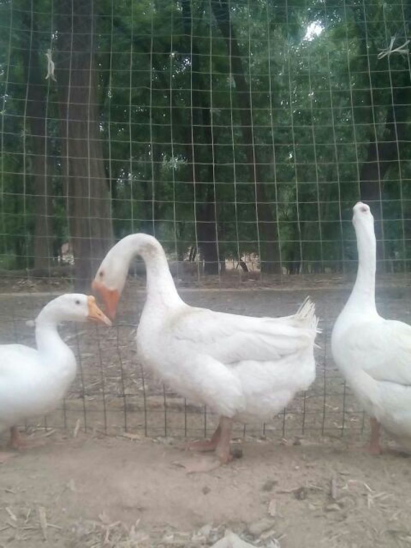 土鹅蛋食用