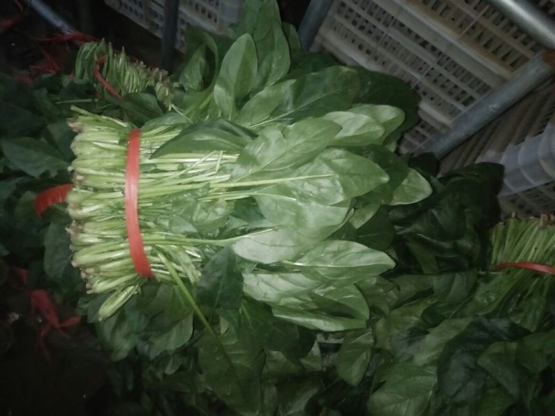 黑叶菠菜25~30厘米