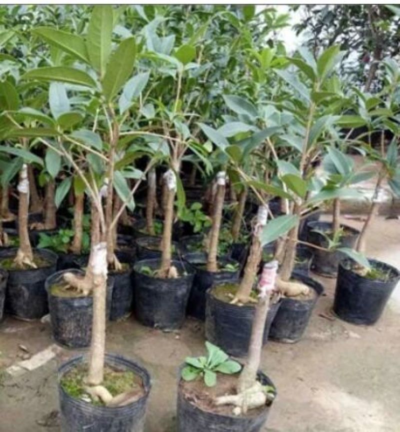 金桂花树苗