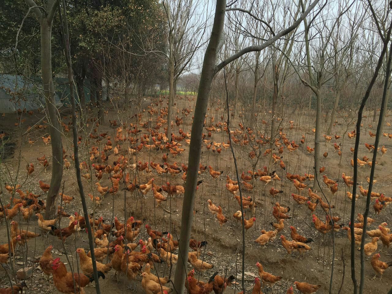 苏北土鸡江苏镇江句容市_批发_供应-一亩田农