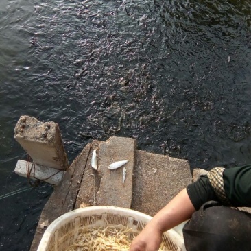 野生种鱼繁殖人工训话成品黑鱼黑鱼苗人工训话饲料小杂鱼均可