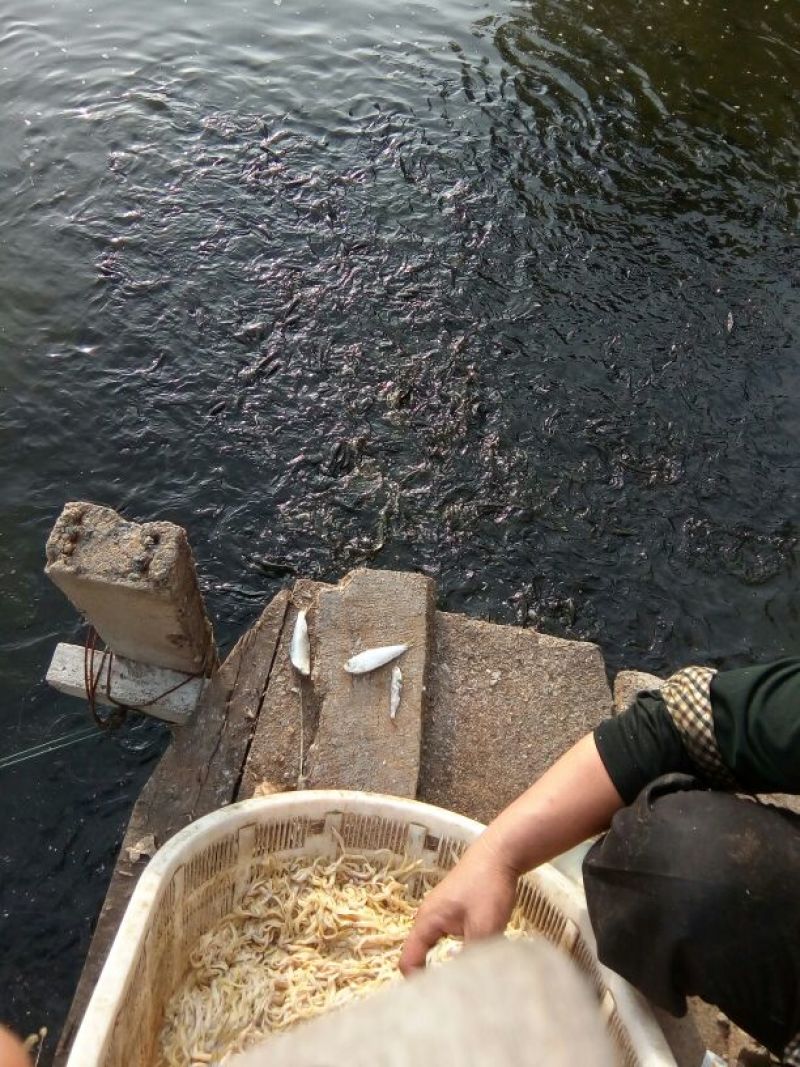野生种鱼繁殖人工训话成品黑鱼黑鱼苗人工训话饲料小杂鱼均可