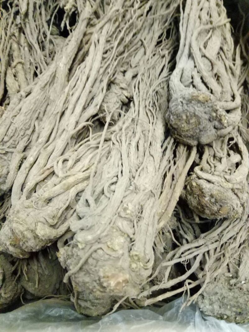 当归精品长期有货正规货源保障头片通货批发