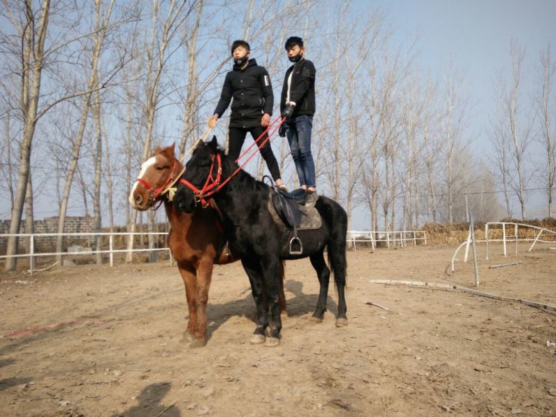 肉马400~500kg