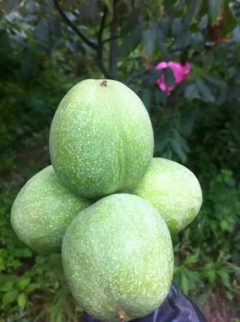 青皮核桃青皮