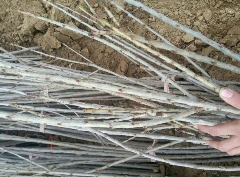 樱桃树苗2年10cm以下