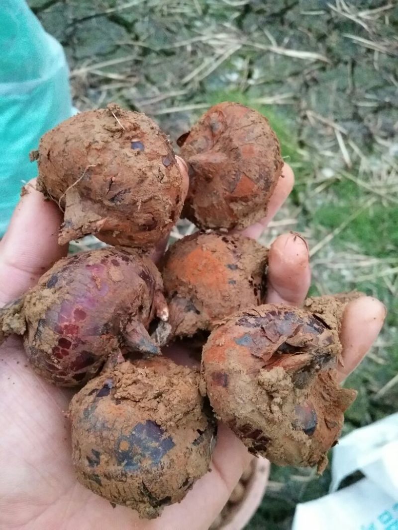 正宗荔浦荸荠产地荔浦市现挖发货口感清甜可口