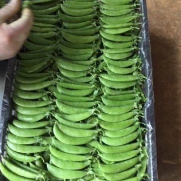 甜豆