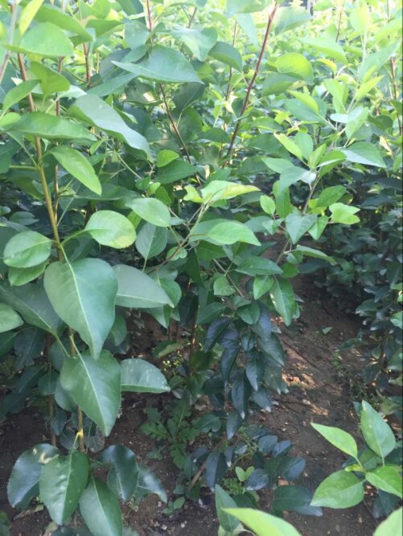 矮化苹果苗80cm以上