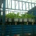 荷花40~50cm