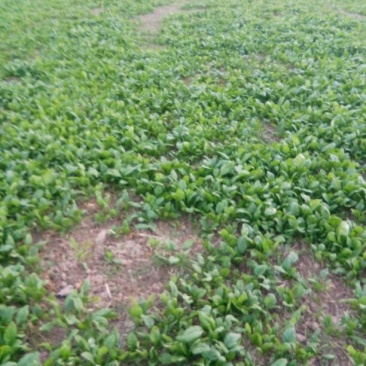 大叶菠菜20~25厘米