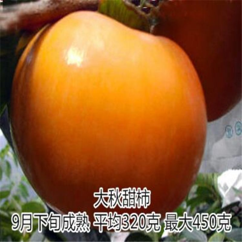 柿子树苗100~150cm