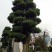 罗汉松树桩15~20cm