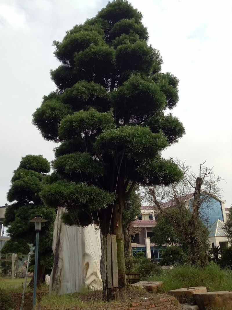 罗汉松树桩15~20cm