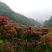 红枫古桩5~10cm
