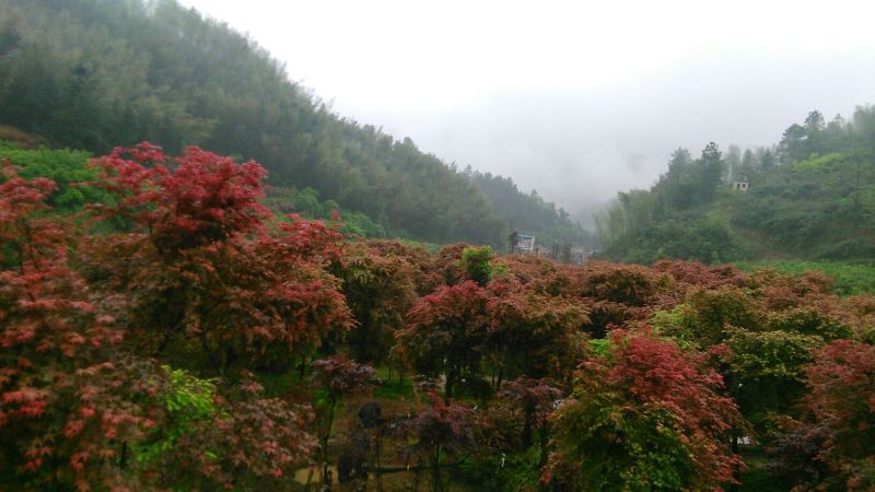 红枫古桩5~10cm