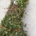 花椒苗，大红袍花椒苗，价格低。随时可以发货，需要的联系