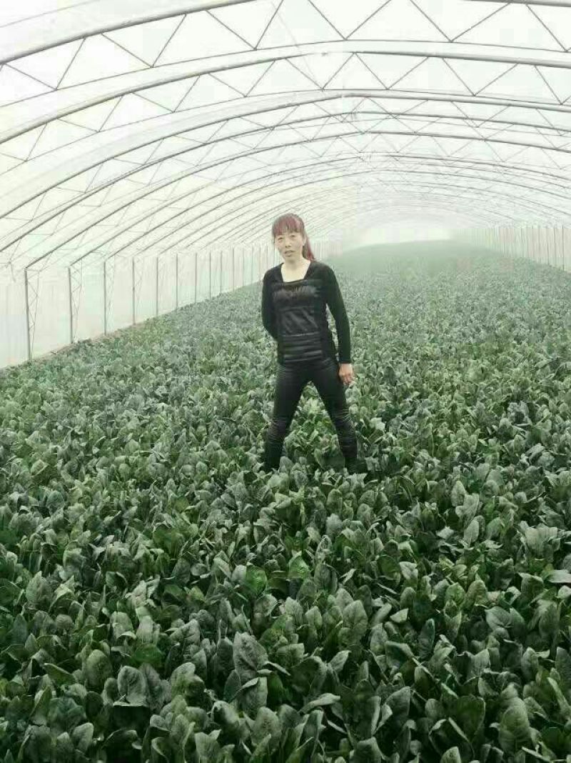 名门菠菜35~40厘米
